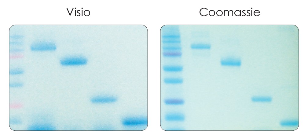Visio does not affect migration of the proteins through a gel